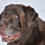 RELIEF FOR SENIOR DOGS WITH ARTHRITIS