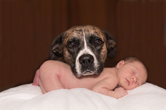 EXPECTING A BABY? HOW WILL YOUR DOG FEEL ABOUT THAT?
