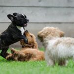 playing-puppies-790638_640