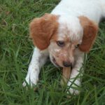 SPORTING DOGS SPORTING DOGS