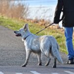 PETIQUETTE-WHY DOGS ARE TRAINED TO BE AT HEEL