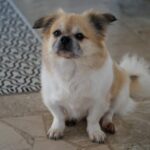 dogimp7