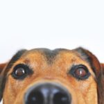 pexels-lum3n-44775-406014 (1)